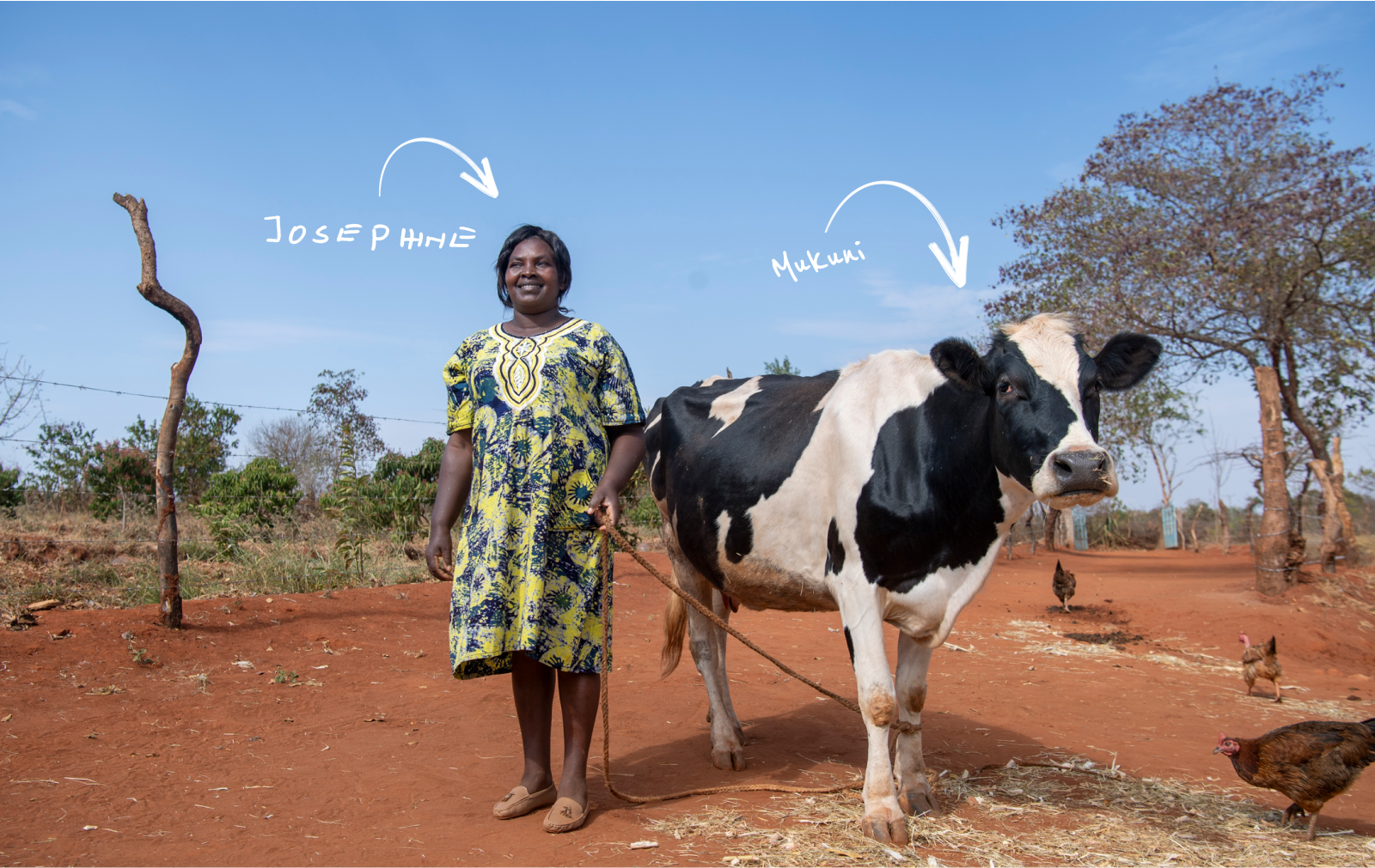 Breeding Success: How Better Cows Led to Better Grades | Bill & Melinda  Gates Foundation