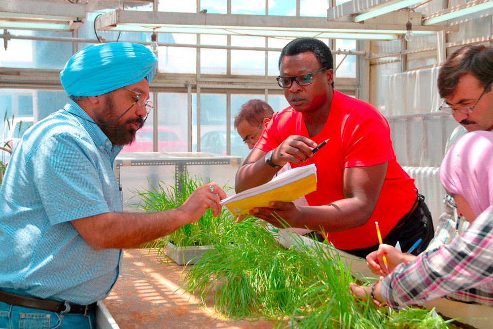 Wheat trainees study seedling rust symptoms in El Batan, Mexico.