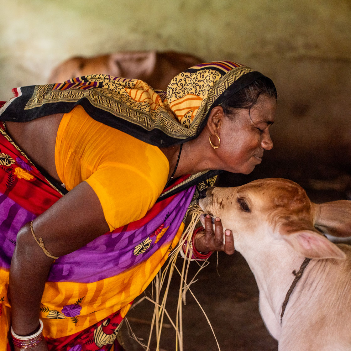 Sushama Das, tends to livestock on her dairy farm in Astaranga Village, Odisha State, India.